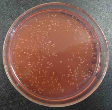 Colônias de bactérias do gênero Bradyrhizobium